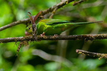 Periquito-Rico, Brotogeris Tiririca