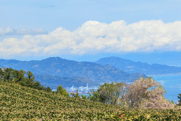 Fototapeta na wymiar Landscape of tea field with Mt. Fuji and Shimizu bay in spring season at Shizuoka prefecture, Japan