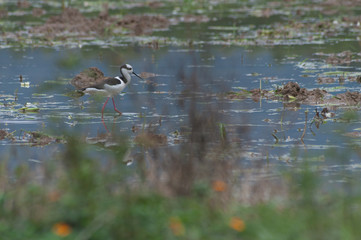 Pernilongo-de-costas-negras