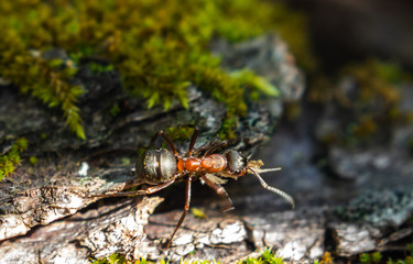 Ants among moss