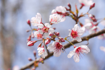 Flowers of the cherry blossoms on a spring day, Pink sakura flower, Himalayan cherry blossom, soft focus