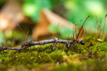 Hardworking ants carry twigs