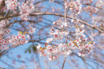 Flowers of the cherry blossoms on a spring day, Pink sakura flower, Himalayan cherry blossom, soft...