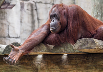 Orangutan Monkey offers a Hand © SHrenchir
