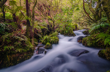 Kleiner flusslauf in gr&uuml;nem und moosigem Wald