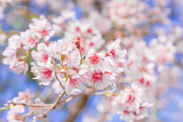 Fototapeta premium Flowers of the cherry blossoms on a spring day, Pink sakura flower, Himalayan cherry blossom, soft focus