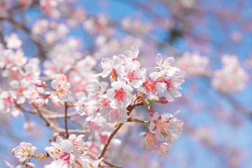 Flowers of the cherry blossoms on a spring day, Pink sakura flower, Himalayan cherry blossom, soft focus