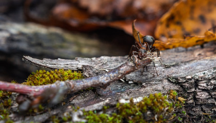 Hardworking ants carry twigs
