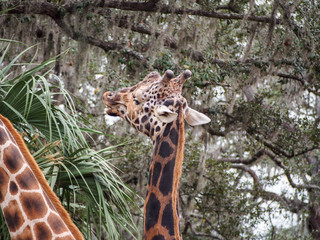 Tall Giraffe in Trees