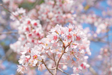 Flowers of the cherry blossoms on a spring day, Pink sakura flower, Himalayan cherry blossom, soft focus