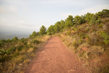 Fototapeta na wymiar Camino en el monte 1