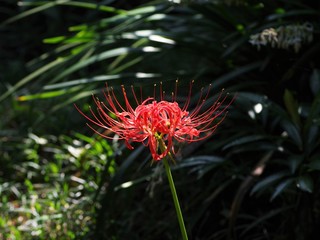 彼岸花（曼珠沙華）