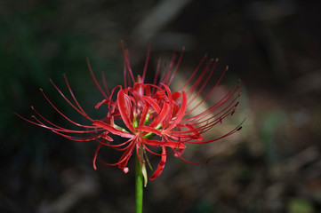 彼岸花（曼珠沙華）