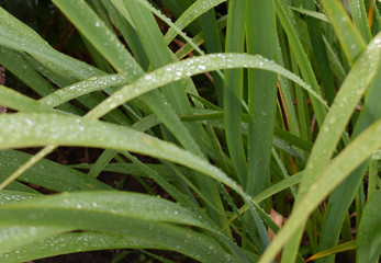 Green leaves in droplets of rain