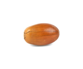 acorn isolated on white background