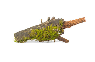 forest moss on wood branch isolated on white background