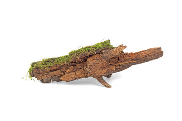 forest moss on wood branch isolated on white background