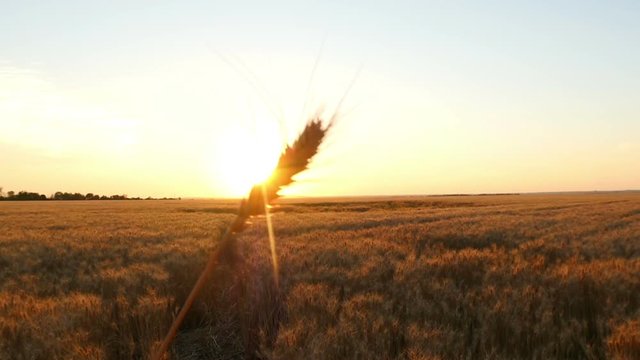 Wheat spike close-up against the background of the field and sunset in slow motion.