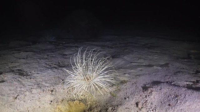 Sea anemone, actinia at night dive. Beautiful and poisonous creatures and plants of the underwater worl
