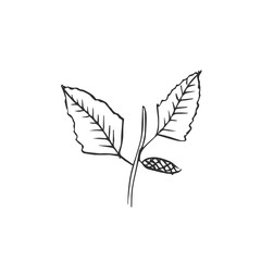 Fototapeta premium leaf isolated on white background, vector illustration