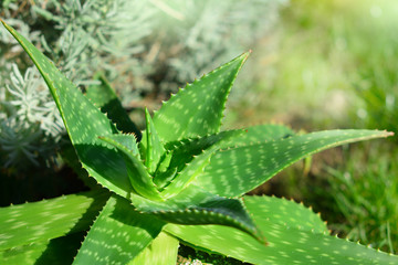 aloe vera plant in sunlight