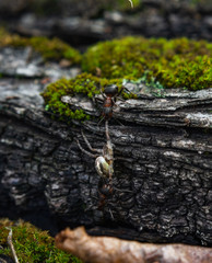 Ant carrying a spider