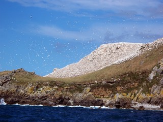 île avec oiseaux  en bort de mer en Bretagne 