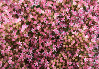 Pink small flowers.