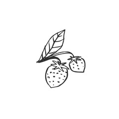 strawberries with leaf isolated on white background, vector illustration