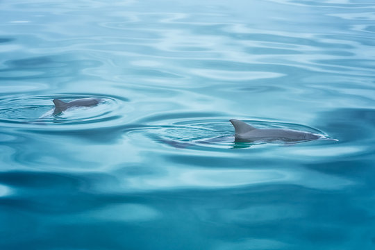 Two dolphins swimming in the ocean in Western Australia