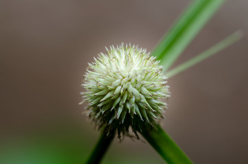 Grass Flower Macro