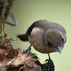 Brown Bird