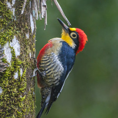 Benedito-da-testa-amarela(Melanerpes flavifrons)