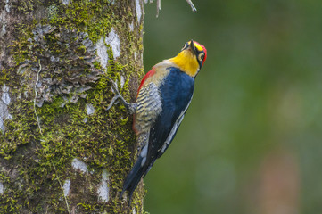 Benedito-da-testa-amarela(Melanerpes flavifrons)