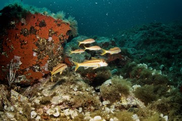 Red or striped mullet