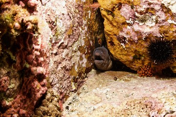 Moray eel