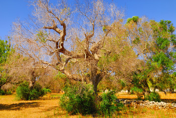 Ancient olive trees of Salento, Apulia, southern Italy