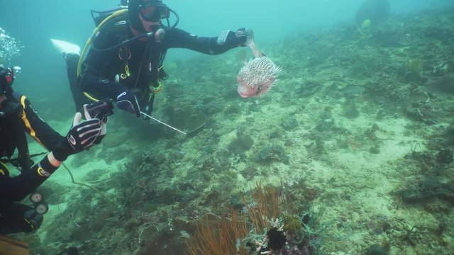 Scuba divers explores underwater coral reef and watching the fish.Scuba diver underwater in a tropical sea.Tropical fish on a coral reef. Diving and snorkeling in the tropical sea. Philippines