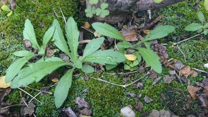 Fototapeta premium Plantas y musgo