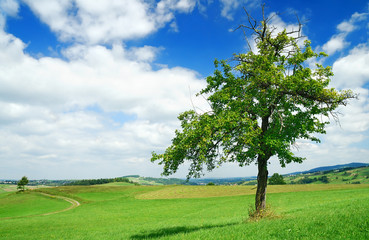 Fototapeta na wymiar Landscape, tree on green field and the blue sky