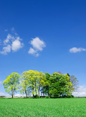 Fototapeta na wymiar Spring view, lonely tree among green fields