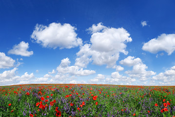 Idyllic view, meadow with red poppies blue sky in the background