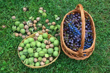 Fototapeta na wymiar Baskets full of walnuts and grapes standing on green grass