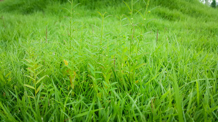 Small weeds growing on the lawn.