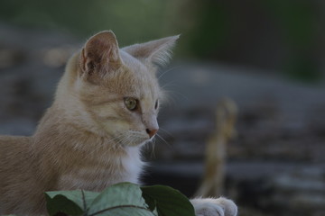 süße junge Katze, Katzenbabys, Tierbabys