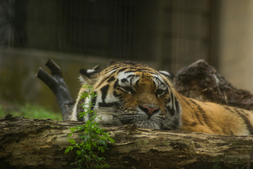 tiger in zoo