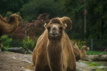 baboon in zoo