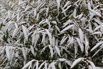 winter forest landscape sunlight and snow