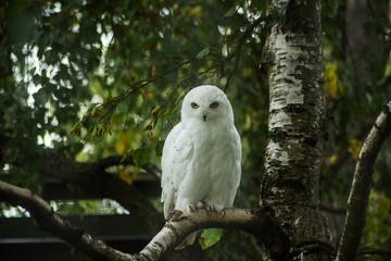 serios white owl