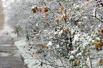 winter forest landscape sunlight and snow